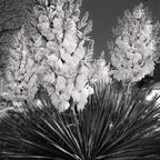 R0000307rg