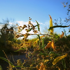 R0000323rg