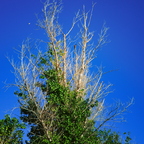R0000388rg