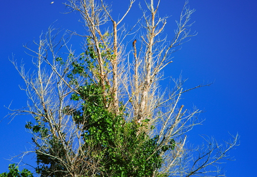 R0000388rg