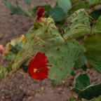 R0000649rg