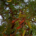 R0000644rg