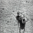 R0000672rg