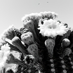R0000673rg
