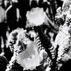 R0000678rg