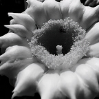 R0000680rg