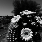 R0000681rg
