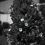 R0000683rg