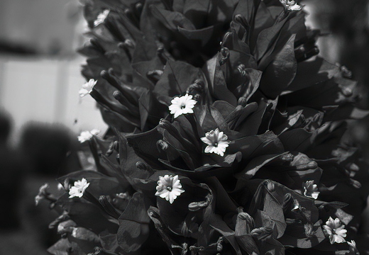 R0000683rg