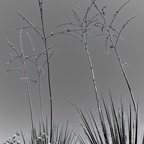 R0000709rg