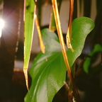 R0000743rg