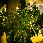 R0000916rg