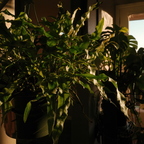 R0000917rg