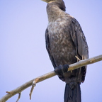 P5256682rg
