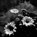 R0001214rg