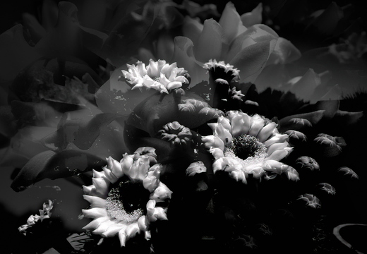 R0001214rg