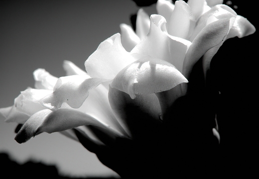 R0001214rg