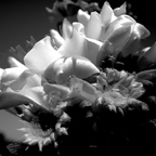 R0001215rg-sooc