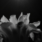 R0001447rg