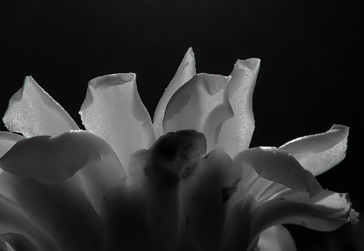 R0001447rg