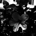 R0001473rg