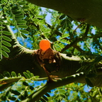 R0001504rg