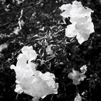 R0001595rg