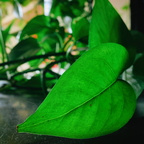 R0001650rg