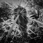 P2077037rg