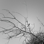 R0002681rg