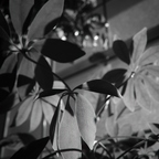 R0002751rg