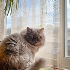 R0003043rg
