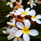 R0003103rg
