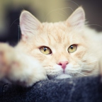 IMGP4228rg