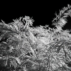 R0003648rg