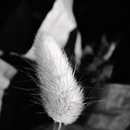 R0003653rg