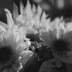 R0003662rg