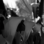 R0003665rg