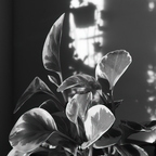 R0003667rg