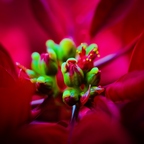 R0003707rg