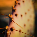 R0003809rg