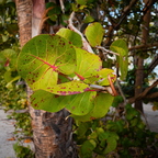 R0003889rg