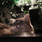R0004413g