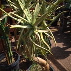 R0005660rg2