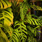 R0006552rg