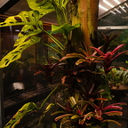 R0006554rg