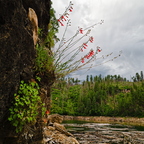 P7200157rg
