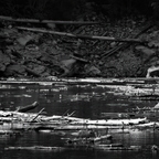 P7190038rg