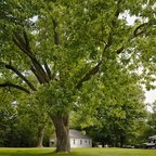 R0007049rg