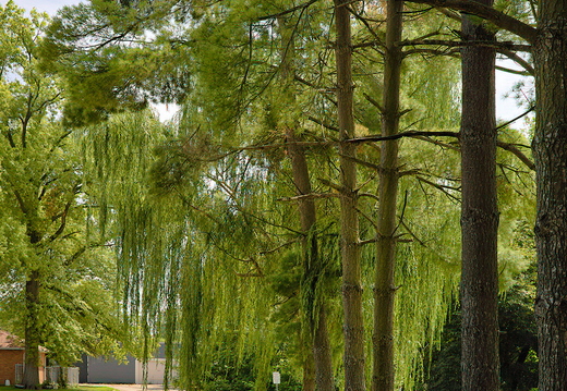 R0007052rg